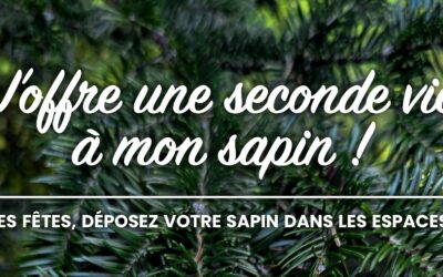 Où déposer votre sapin après les fêtes